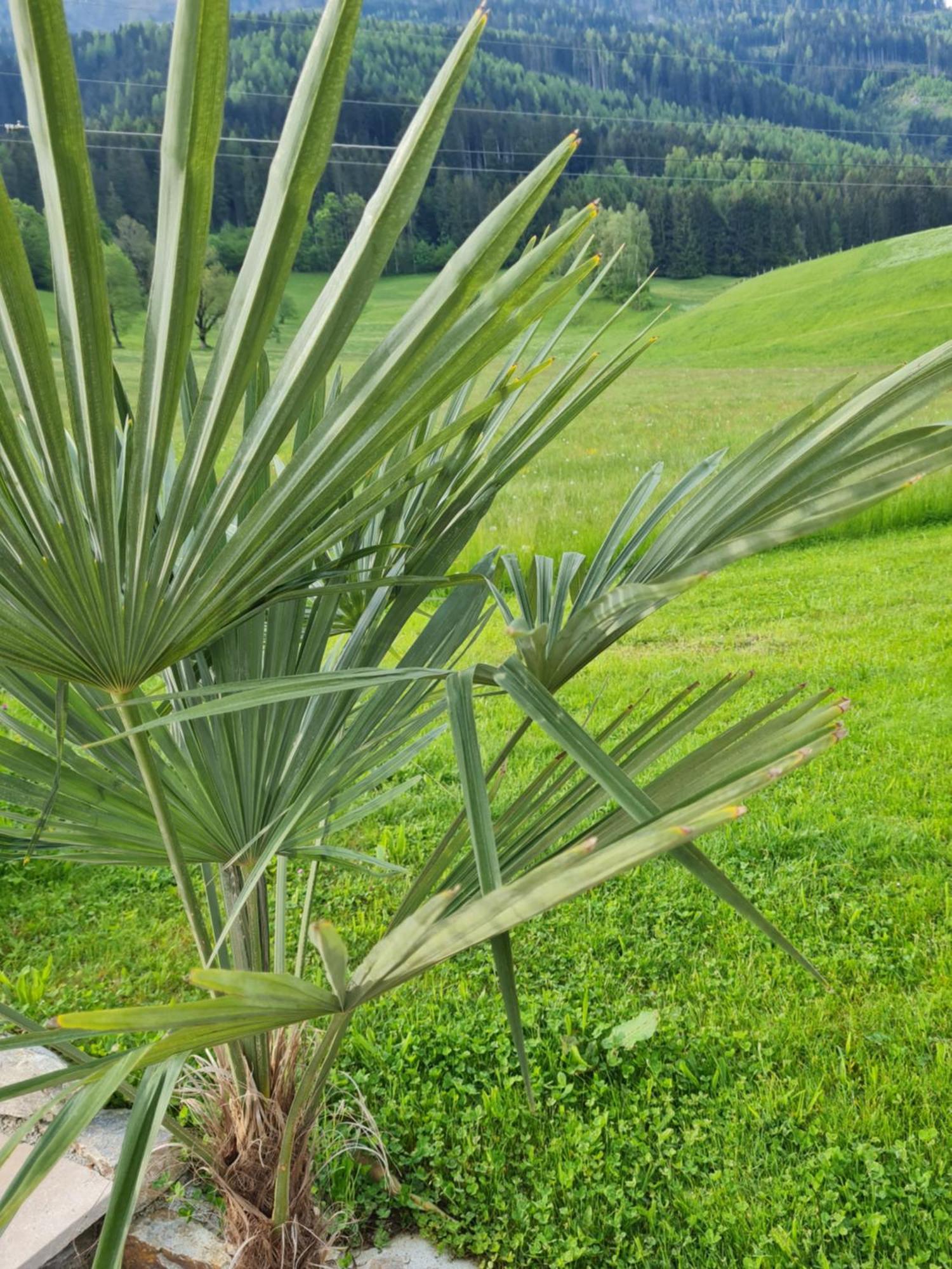 Ferienparadies Taxen Sankt Veit im Pongau Εξωτερικό φωτογραφία
