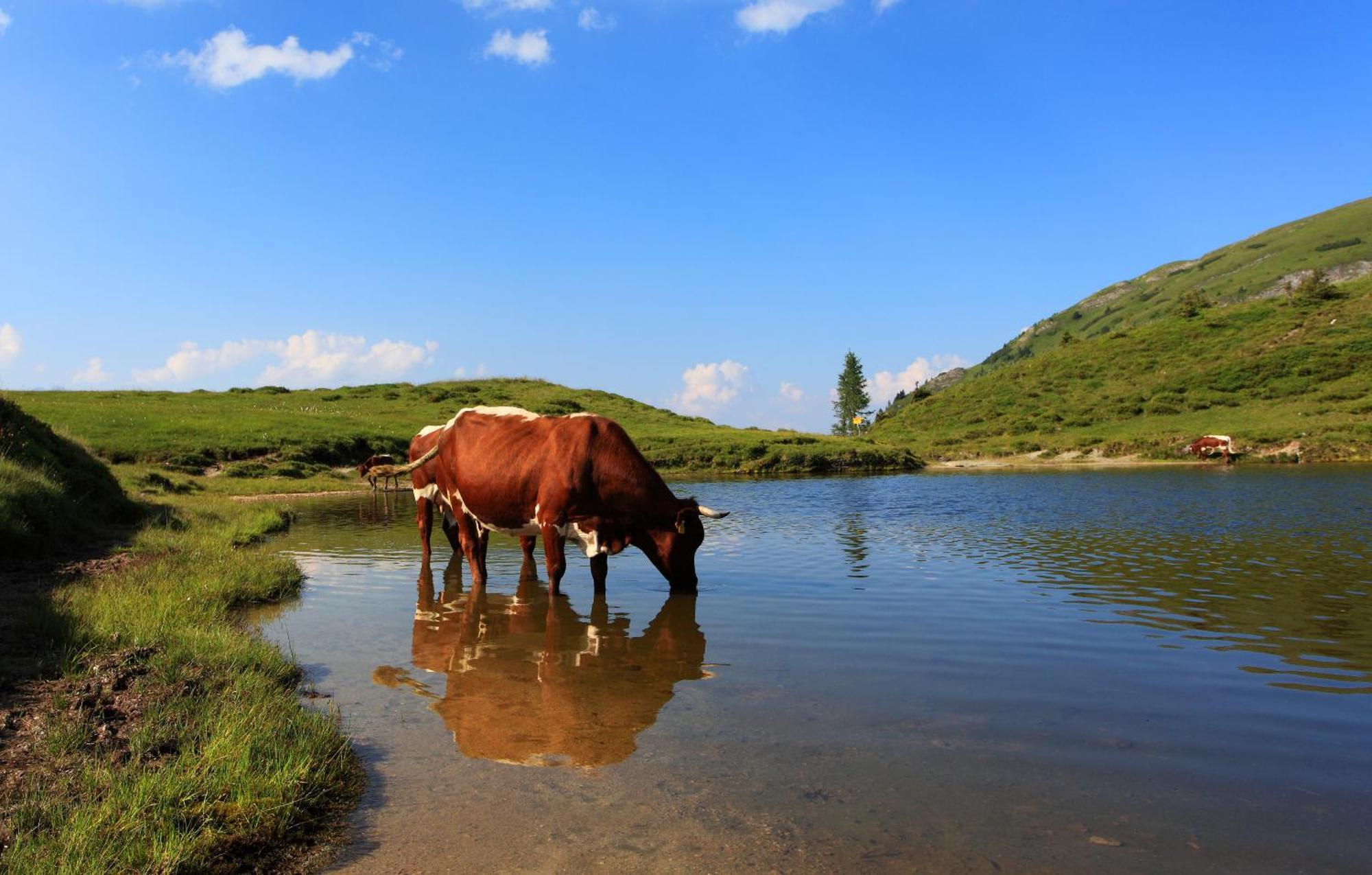 Ferienparadies Taxen Sankt Veit im Pongau Εξωτερικό φωτογραφία